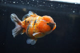 Yuan Bao Oranda  Calico 4 Inch (ID#304Yb10b-62) Free2Day SHIPPING