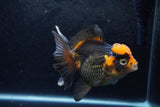 Thai Oranda  Tricolor 5.5 Inch (ID#1217To6b-89)