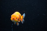 Juvenile Lionchu  Red White 3 Inch (ID#1112R11b-20) Free2Day SHIPPING