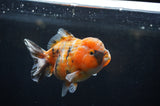 Yuan Bao Oranda  Calico 4 Inch (ID#304Yb10b-62) Free2Day SHIPPING