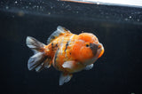 Yuan Bao Oranda  Calico 4 Inch (ID#304Yb10b-62) Free2Day SHIPPING