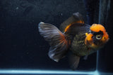 Thai Oranda  Tricolor 5.5 Inch (ID#1217To6b-89)