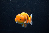 Juvenile Lionchu  Red White 3 Inch (ID#1112R11b-20) Free2Day SHIPPING