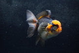 Thai Oranda  Tricolor 5.5 Inch (ID#1217To6b-89)