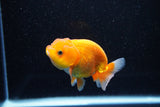 Juvenile Lionchu  Red White 3 Inch (ID#1112R11b-20) Free2Day SHIPPING