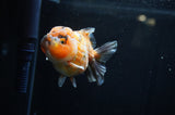 Yuan Bao Oranda  Calico 4 Inch (ID#304Yb10b-62) Free2Day SHIPPING