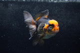 Thai Oranda  Tricolor 5.5 Inch (ID#1217To6b-89)