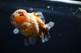 Yuan Bao Oranda  Calico 4 Inch (ID#304Yb10b-62) Free2Day SHIPPING
