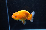 Juvenile Lionchu  Red White 3 Inch (ID#1112R11b-20) Free2Day SHIPPING