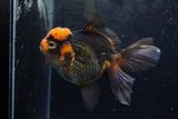 Thai Oranda  Tricolor 5.5 Inch (ID#1217To6b-89)