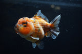 Yuan Bao Oranda  Calico 4 Inch (ID#304Yb10b-62) Free2Day SHIPPING