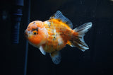 Yuan Bao Oranda  Calico 4 Inch (ID#304Yb10b-62) Free2Day SHIPPING
