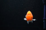 Juvenile Lionchu  Red White 3.5 Inch (ID#1112R11b-21) Free2Day SHIPPING