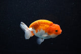 Juvenile Lionchu  Red White 3.5 Inch (ID#1112R11b-21) Free2Day SHIPPING