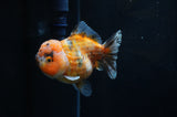 Yuan Bao Oranda  Calico 4 Inch (ID#304Yb10b-62) Free2Day SHIPPING