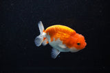 Juvenile Lionchu  Red White 3.5 Inch (ID#1112R11b-21) Free2Day SHIPPING