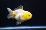 Yuan Bao Oranda  Calico 4 Inch (ID#304Yb10b-63) Free2Day SHIPPING