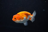 Juvenile Lionchu  Red White 3.5 Inch (ID#1112R11b-21) Free2Day SHIPPING