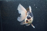 Thai Oranda  Panda 5.5 Inch (ID#1011To6b-112)