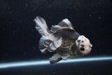 Thai Oranda  Panda 5 Inch (ID#1217To6b-90)