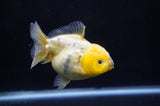 Yuan Bao Oranda  Calico 4 Inch (ID#304Yb10b-63) Free2Day SHIPPING