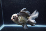 Thai Oranda  Panda 5 Inch (ID#1217To6b-90)