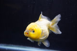 Yuan Bao Oranda  Calico 4 Inch (ID#304Yb10b-63) Free2Day SHIPPING