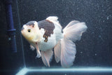 Thai Oranda  Panda 5.5 Inch (ID#1011To6b-112)