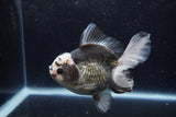 Thai Oranda  Panda 5 Inch (ID#1217To6b-90)