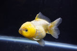 Yuan Bao Oranda  Calico 4 Inch (ID#304Yb10b-63) Free2Day SHIPPING