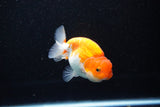 Juvenile Lionchu  Red White 3.5 Inch (ID#1112R11b-21) Free2Day SHIPPING