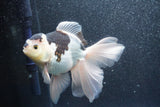 Thai Oranda  Panda 5.5 Inch (ID#1011To6c-112)