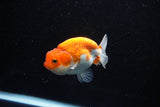 Juvenile Lionchu  Red White 3.5 Inch (ID#1112R11b-21) Free2Day SHIPPING