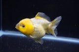 Yuan Bao Oranda  Calico 4 Inch (ID#304Yb10b-63) Free2Day SHIPPING