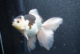 Thai Oranda  Panda 5.5 Inch (ID#1011To6c-112)