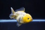 Yuan Bao Oranda  Calico 4 Inch (ID#304Yb10b-63) Free2Day SHIPPING