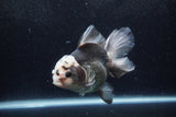 Thai Oranda  Panda 5 Inch (ID#1217To6b-90)