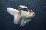 Thai Oranda  Panda 5.5 Inch (ID#1011To6b-112)