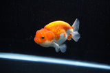 Juvenile Lionchu  Red White 3.5 Inch (ID#1112R11b-21) Free2Day SHIPPING