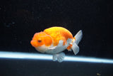 Juvenile Lionchu  Red White 3.5 Inch (ID#1112R11b-21) Free2Day SHIPPING