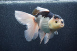 Thai Oranda  Panda 5.5 Inch (ID#1011To6c-112)