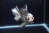 Thai Oranda  Panda 5 Inch (ID#1217To6b-90)