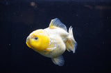 Yuan Bao Oranda  Calico 4 Inch (ID#304Yb10b-63) Free2Day SHIPPING