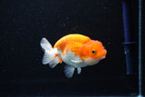 Juvenile Lionchu  Red White 3.5 Inch (ID#1112R11b-21) Free2Day SHIPPING