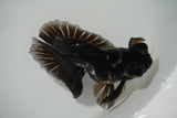 Butterfly  Calico 5 Inch (ID#1008B8b-12) Free2Day SHIPPING