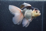 Thai Oranda  Panda 5.5 Inch (ID#1011To6c-112)