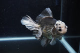 Thai Oranda  Panda 5 Inch (ID#1217To6b-90)