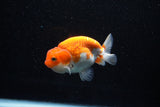 Juvenile Lionchu  Red White 3.5 Inch (ID#1112R11b-21) Free2Day SHIPPING