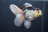 Thai Oranda  Panda 5.5 Inch (ID#1011To6c-112)