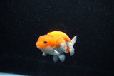 Juvenile Lionchu  Red White 3.5 Inch (ID#1112R11b-21) Free2Day SHIPPING